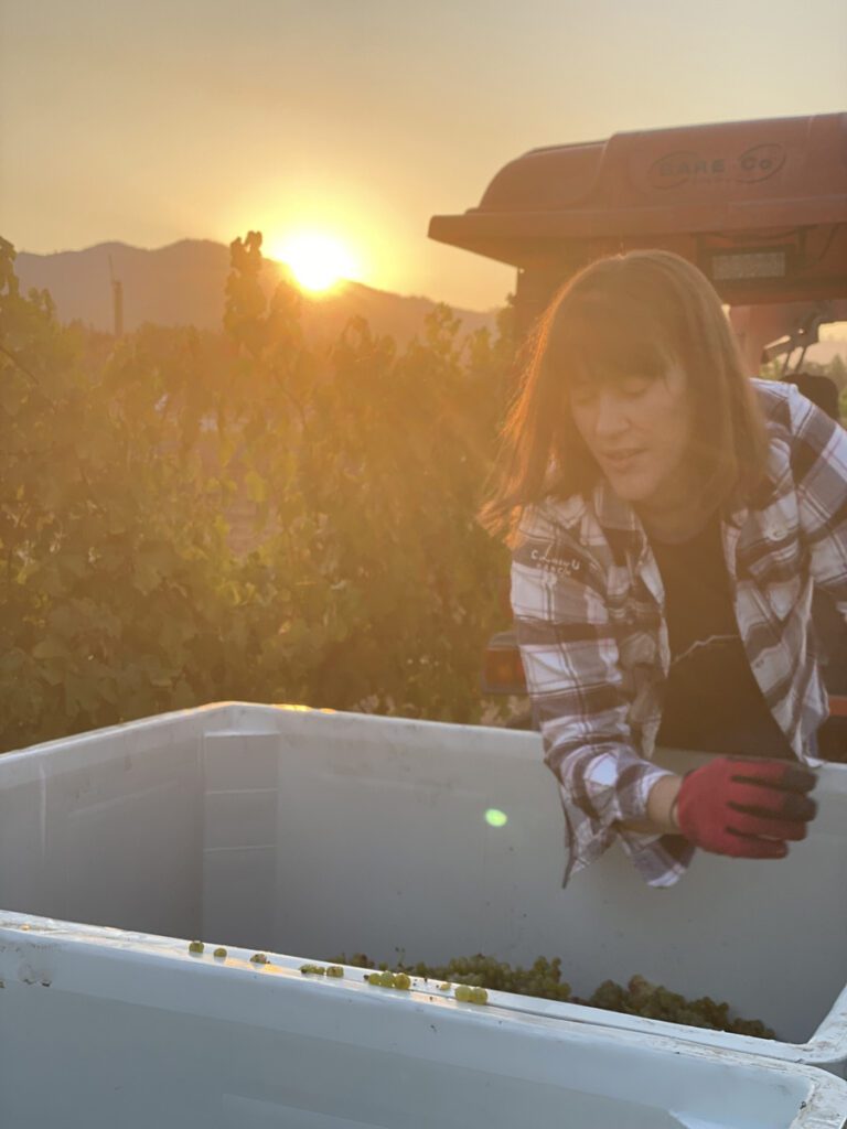 Laura harvesting Viognier grapes