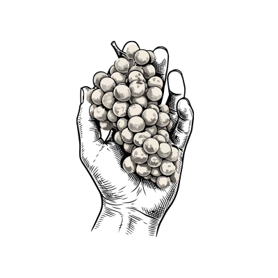 grape cluster in hand illustration