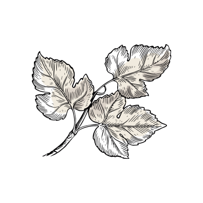 Leaf illustration